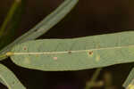 Pine barren ticktrefoil